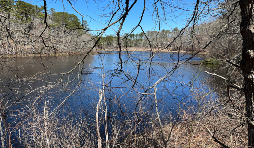 Photograph of Grassy Pond in Harwich, Massachusetts.