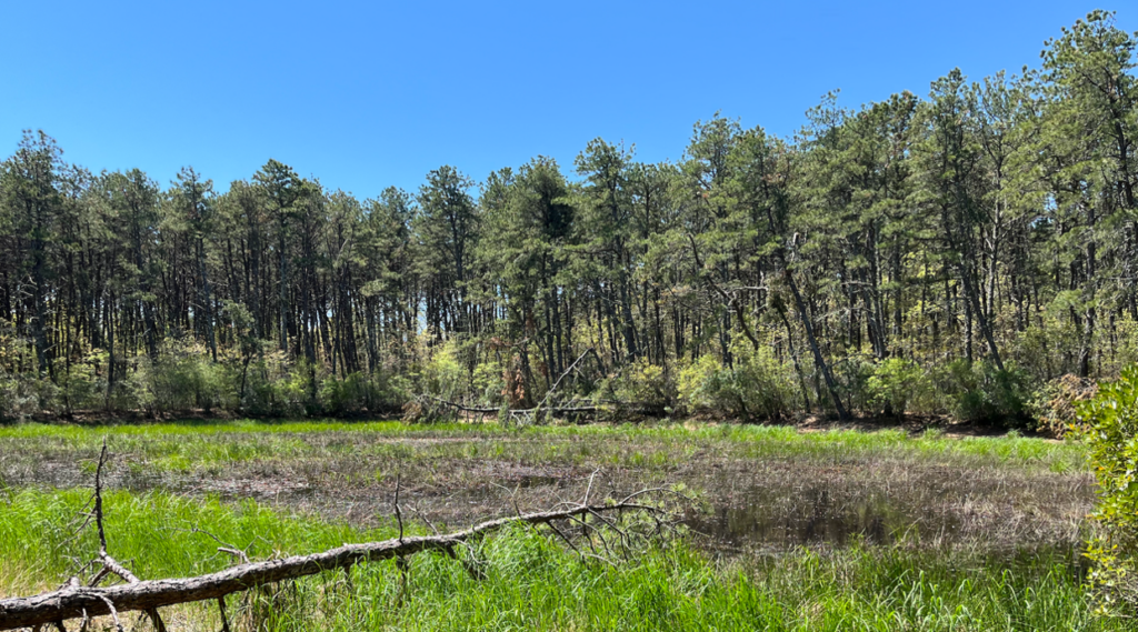 Photograph of Washburn Bog Pond in Harwich, Massachusetts